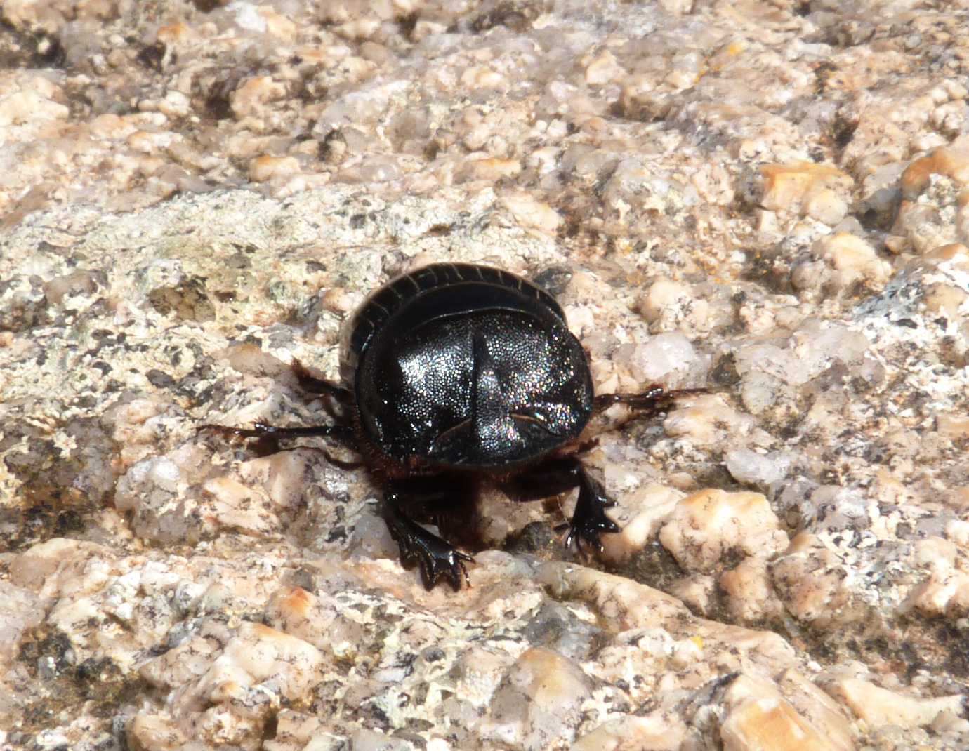 Copris hispanus